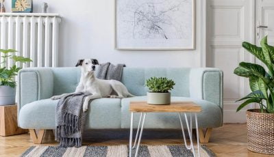 Vivid Property Perth - dog friendly rental